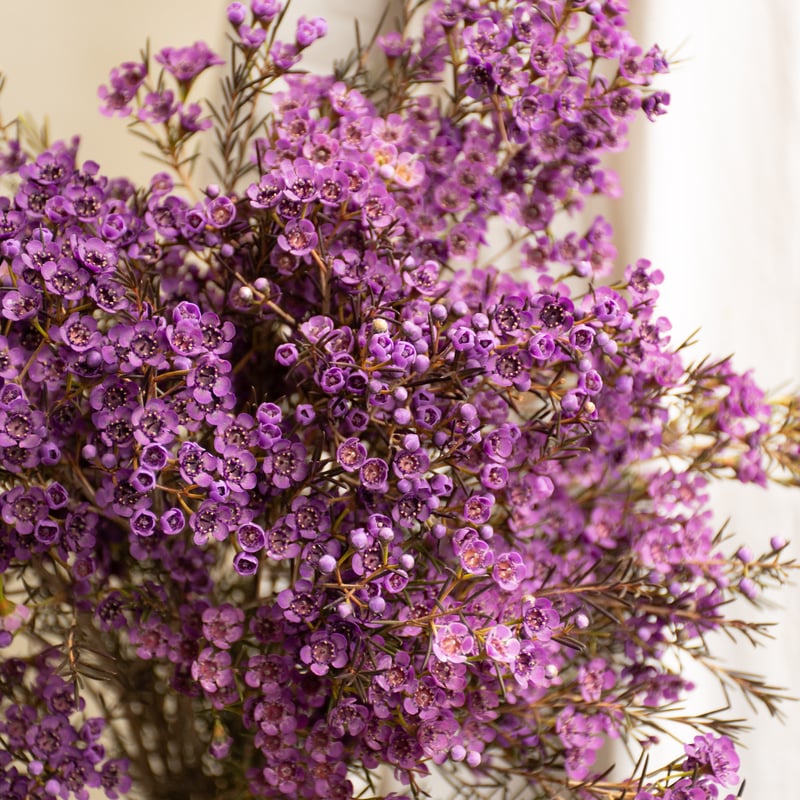 ワックスフラワー 「ティントバイオレット」 | tokyo_shokubutsu_zufu