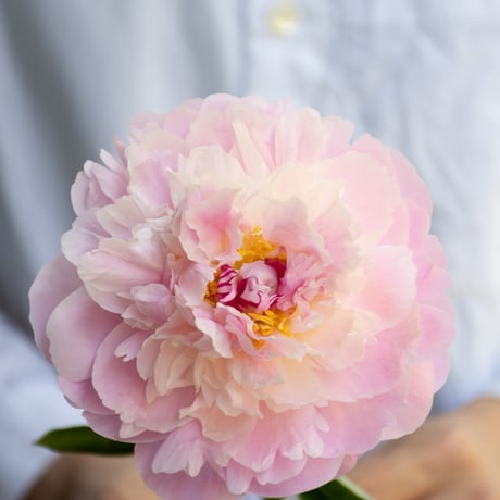 シャクヤク「初桜」