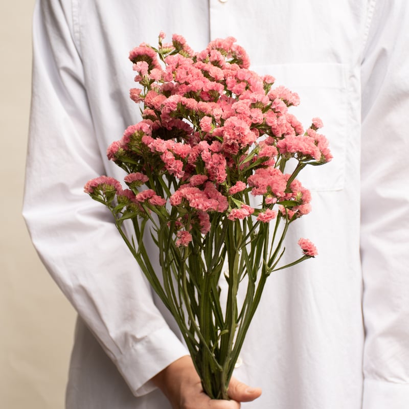 ドライフラワー「スターチス」 | tokyo_shokubutsu_zufu