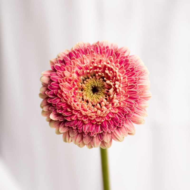 さぎやまはなガーベラ「セス」 | tokyo_shokubutsu_zufu