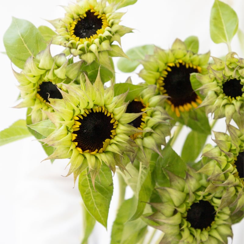 ヒマワリ☆ Amazon.co.jp: ZXHYWYM ひまわり キャンバス ウォールアート