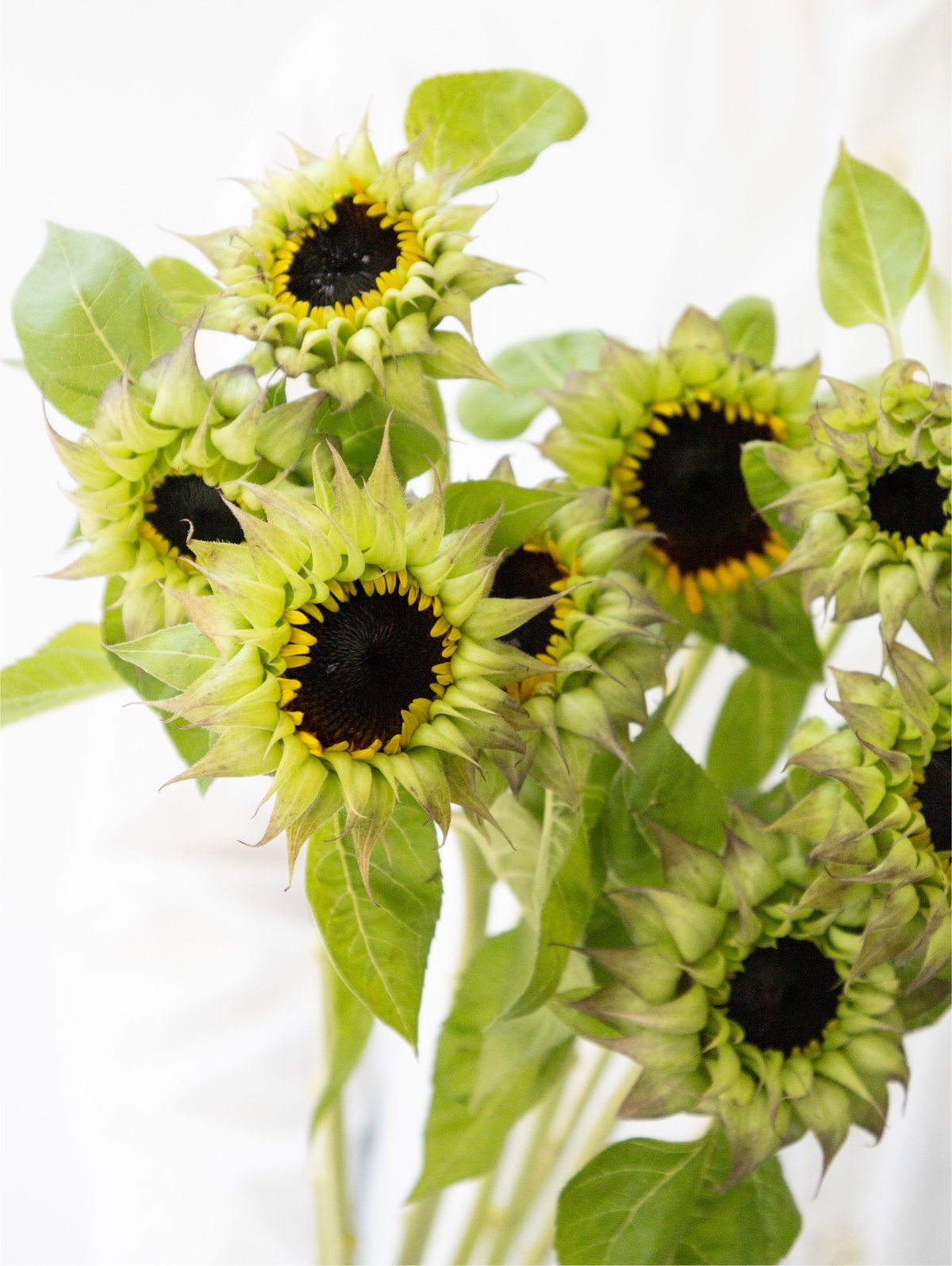 ヒマワリ「パープルヒル」 | tokyo_shokubutsu_zufu