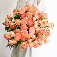 SPバラ「花華純(はなかすみ)」