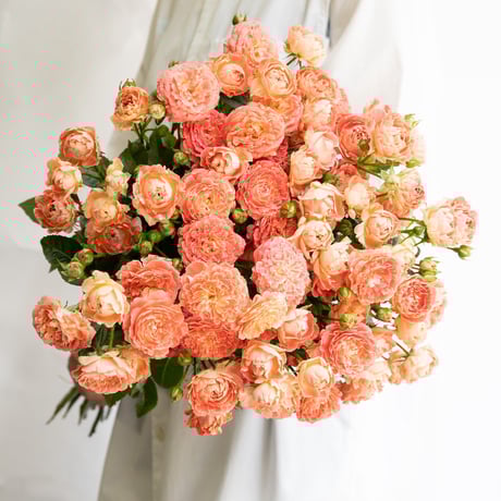 CATEGORY バラ | tokyo_shokubutsu_zufu