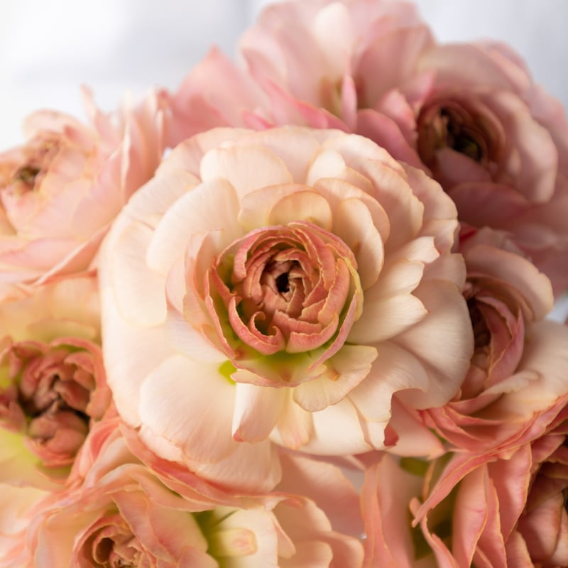 ラナンキュラス「プラージュ」 | tokyo_shokubutsu_zufu