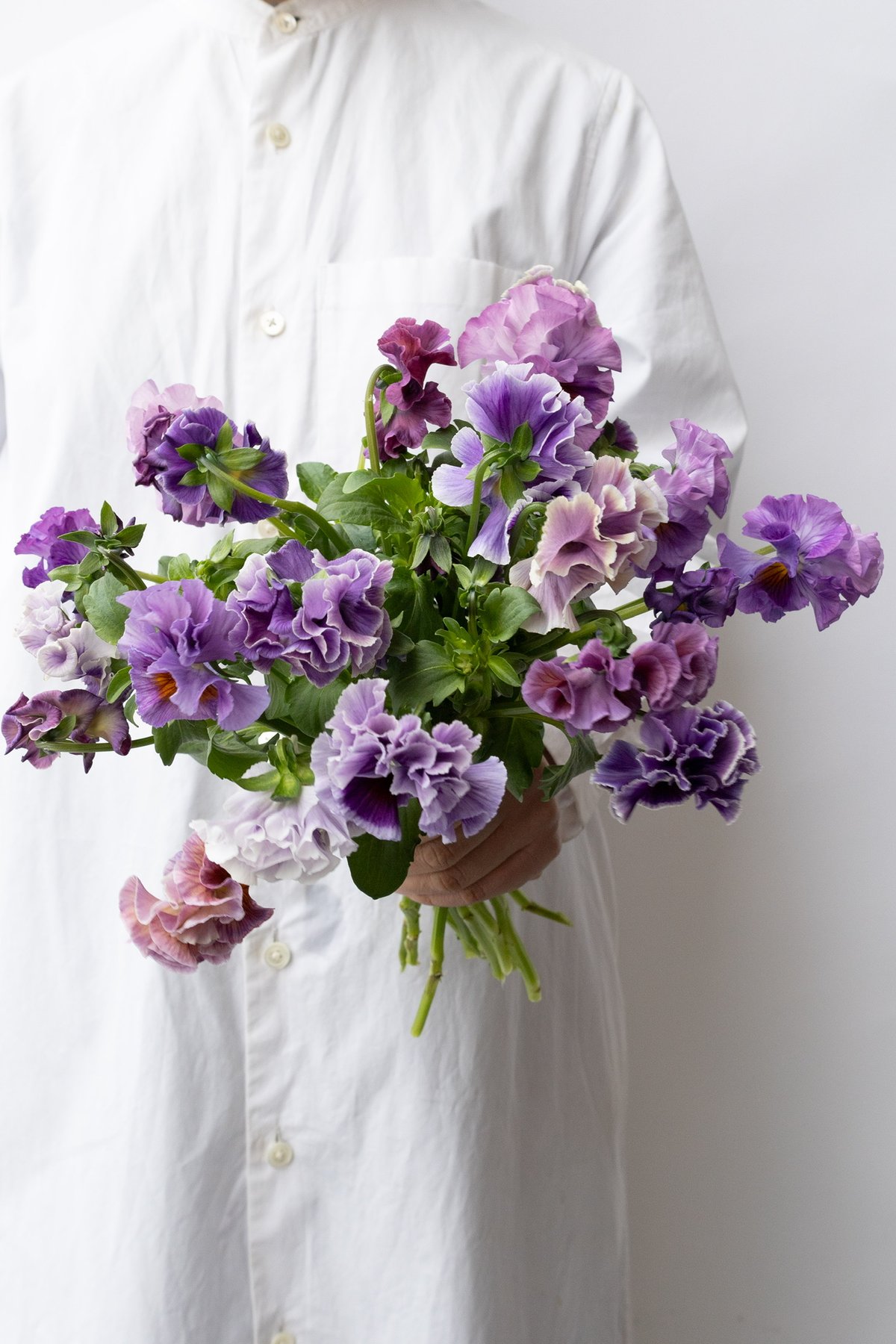 パンジー「稀」 | tokyo_shokubutsu_zufu