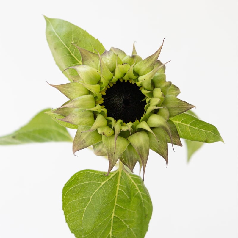 ヒマワリ「パープルヒル」 | tokyo_shokubutsu_zufu