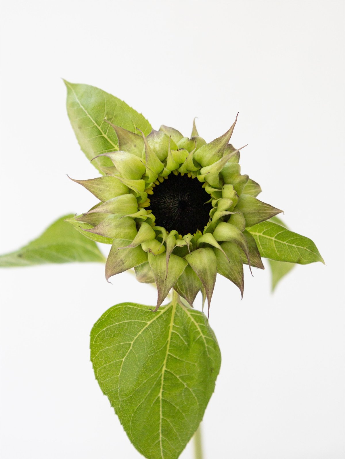 ☆☆ひまわり☆☆ ヒマワリ バイカラー ミックス｜種（タネ）,球根,苗,資材