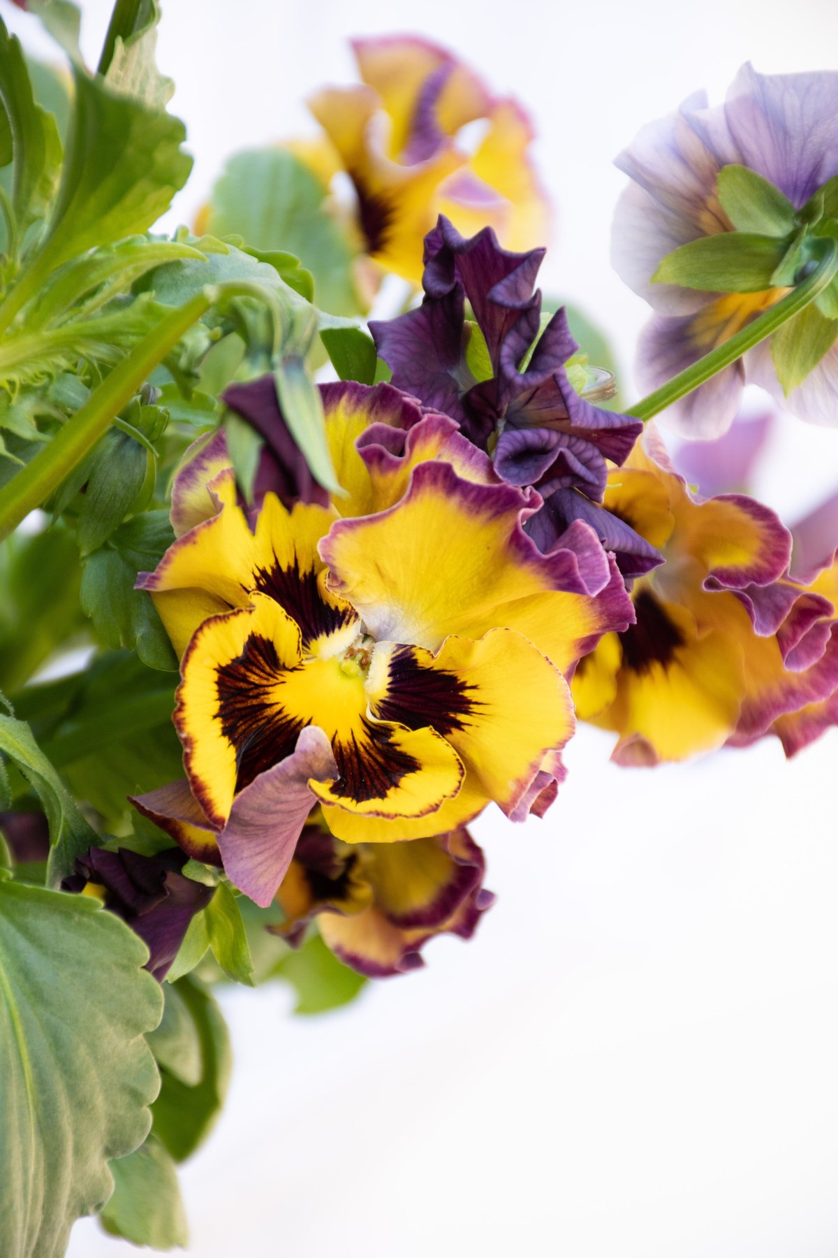 最終sale！アンティーク パンジー ポット キャニスター パンジー「アンティーク」 | tokyo_shokubutsu_zufu