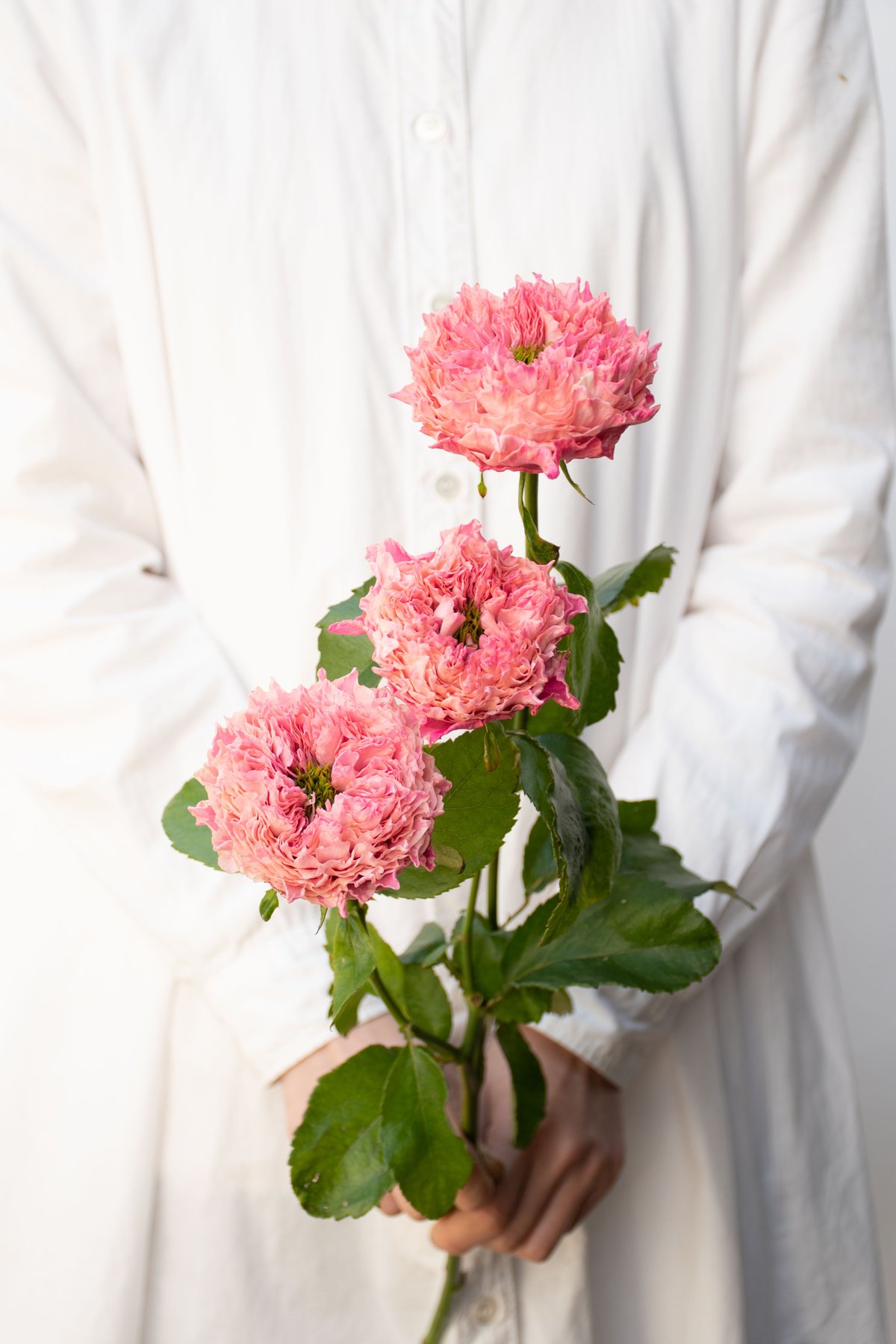 バラ「オール4キュート＆ホワイト」 | tokyo_shokubutsu_zufu