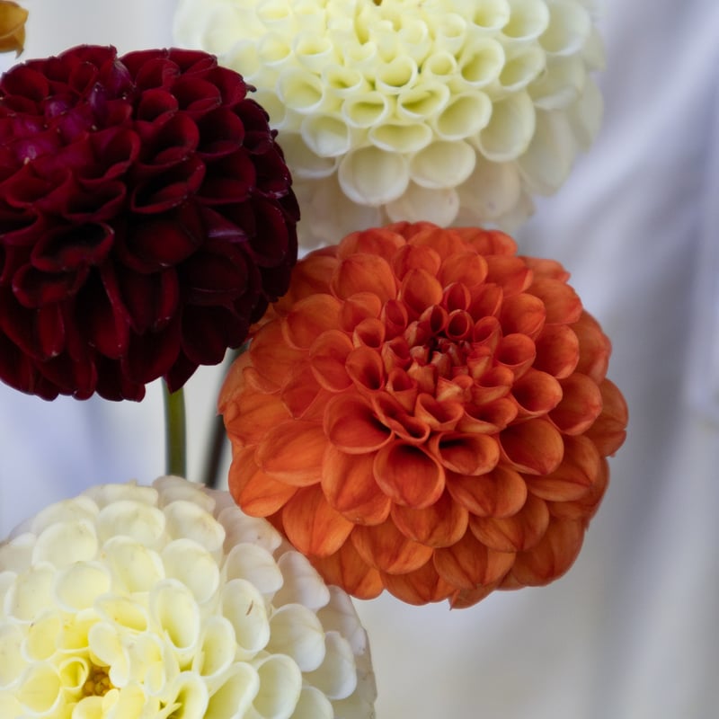 ダリア ダリア「サックルミックス」 | tokyo_shokubutsu_zufu