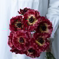 アカシア「ミモザ」 | tokyo_shokubutsu_zufu