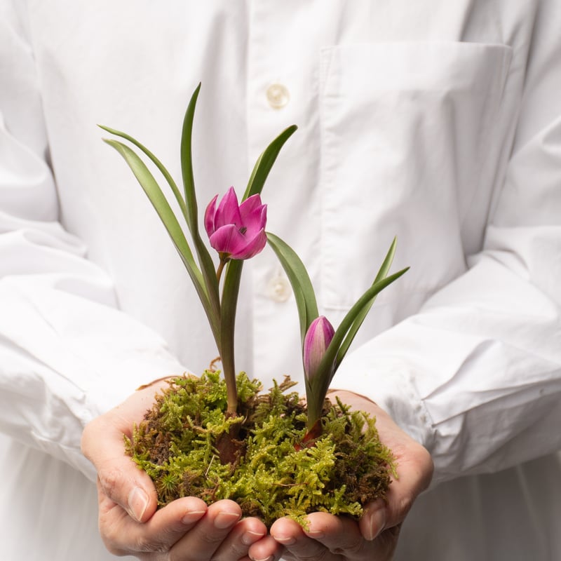 苔「ハイゴケ」 | tokyo_shokubutsu_zufu