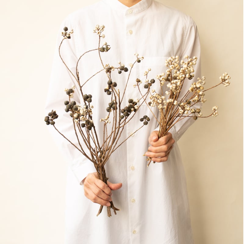 南京ハゼ | tokyo_shokubutsu_zufu