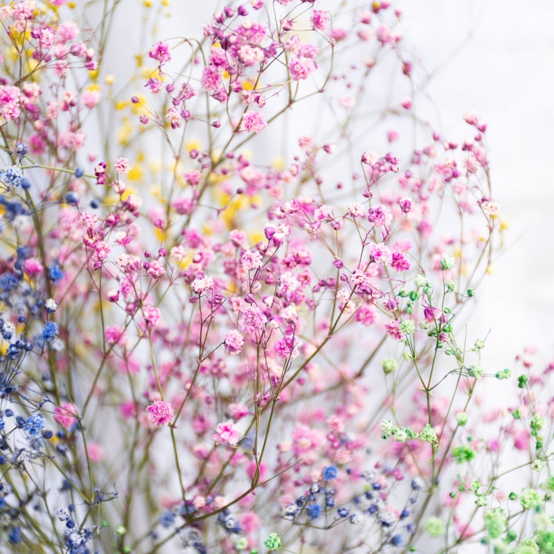 ドライフラワー「カスミソウ染め」 | tokyo_shokubutsu_zufu