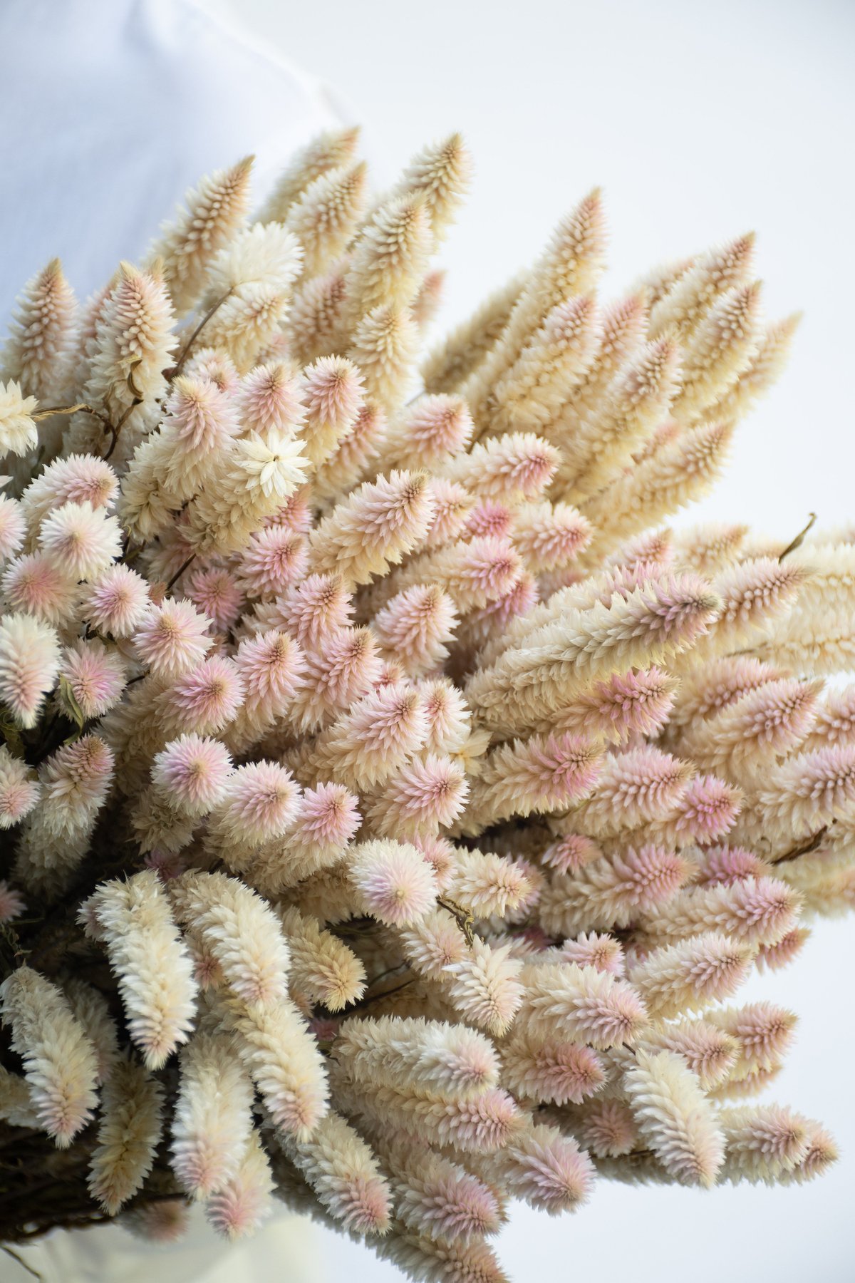 シャロンの花 セロシア「シャロン」 | tokyo_shokubutsu_zufu