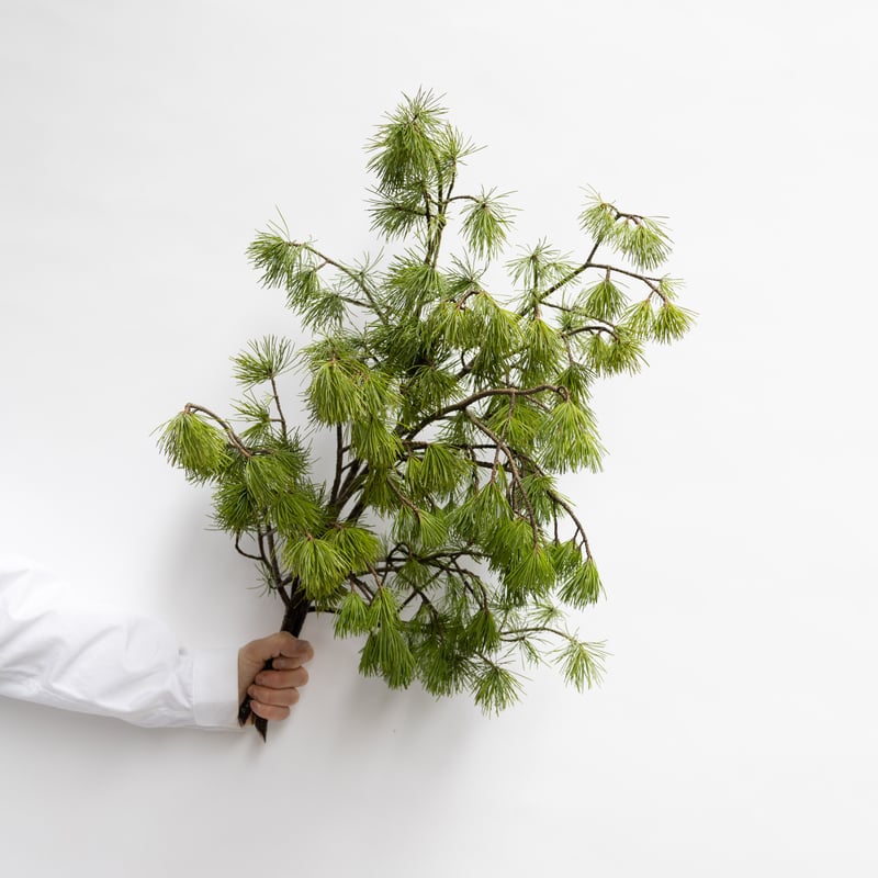 松「姫五葉松」 | tokyo_shokubutsu_zufu