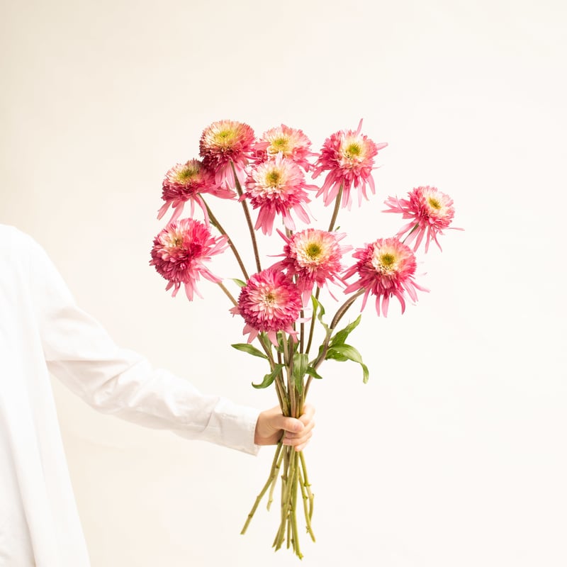 セナシサン エキナセア サザンベル＆ナンシー7本セット | tokyo_shokubutsu_zufu