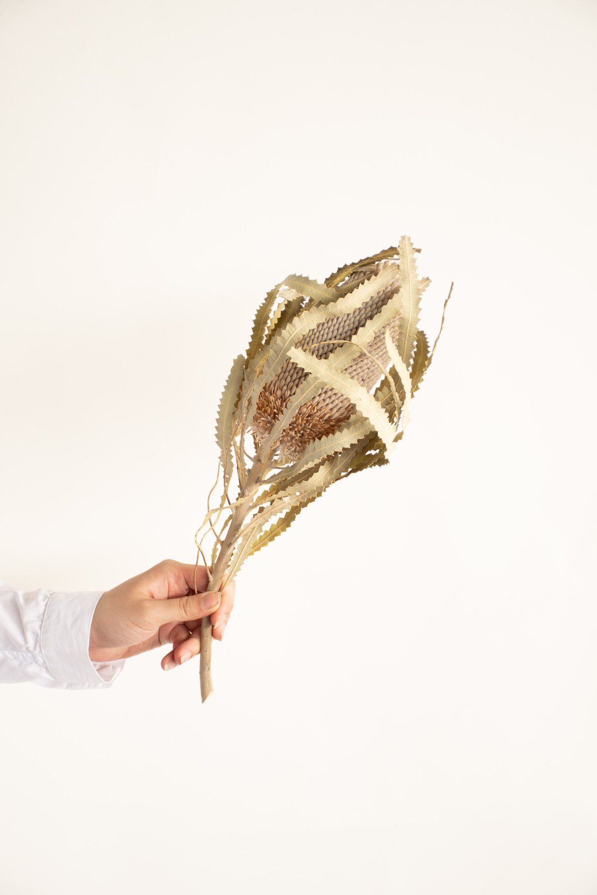 バンクシャー「フーケリアーナ」 | tokyo_shokubutsu_zufu