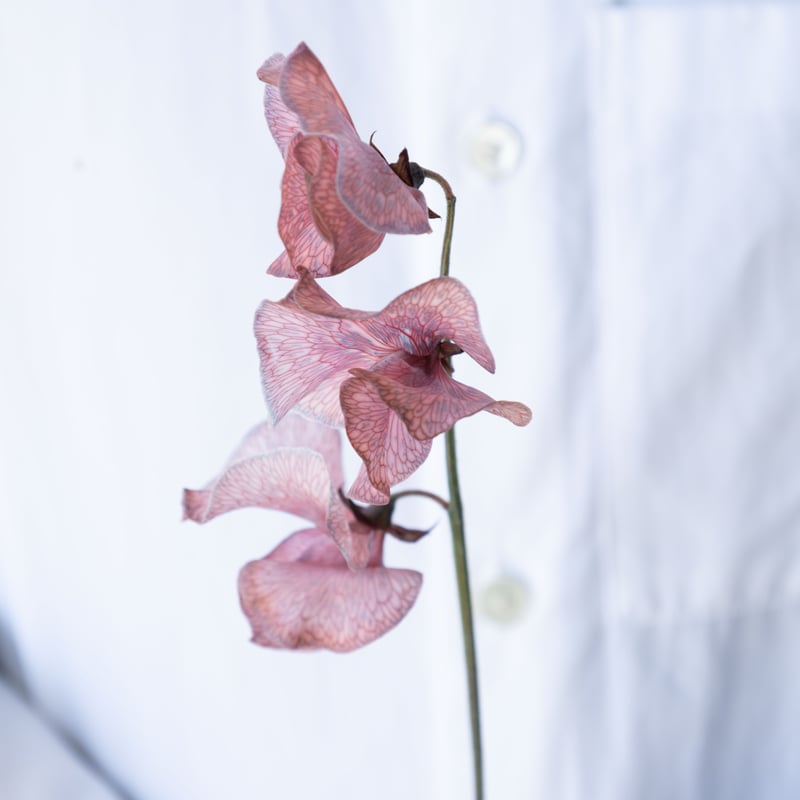 スイトピー「ラセット」 | tokyo_shokubutsu_zufu