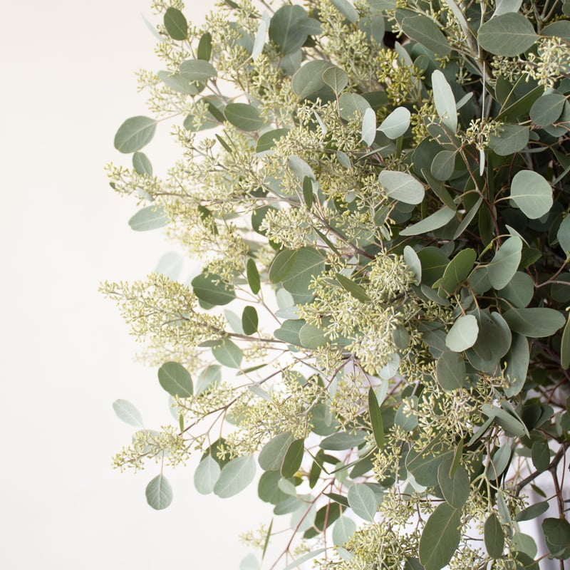 ポポラス「フェアリー」 | tokyo_shokubutsu_zufu