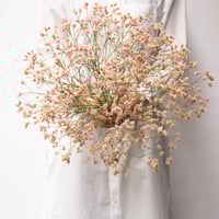 ドライフラワー「スターチス」 | tokyo_shokubutsu_zufu