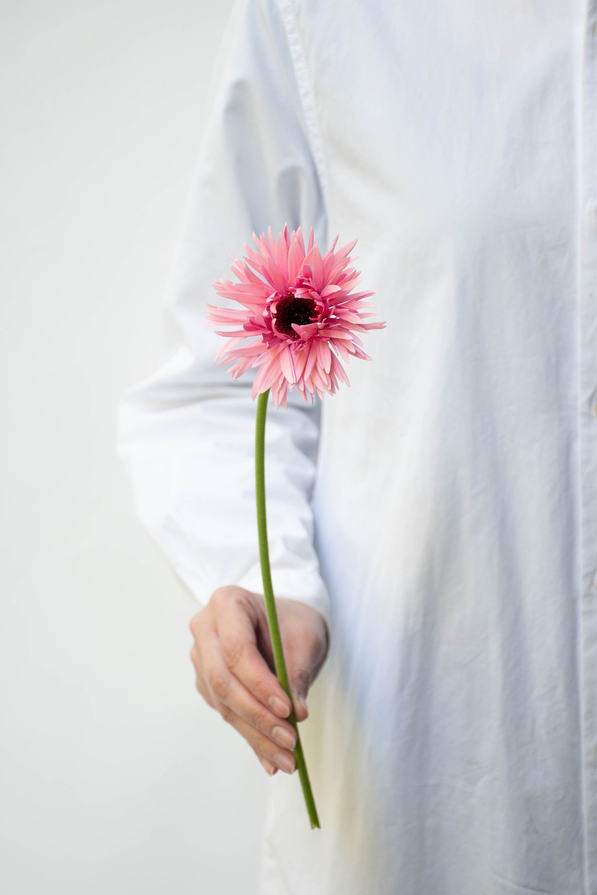 ドイリー1256❤️幸せを呼ぶクローバードイリー✨薔薇とガーベラ ドイリー1256❤️幸せを呼ぶクローバードイリー✨薔薇とガーベラ