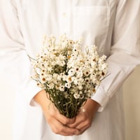 ドライフラワー「スターチス」 | tokyo_shokubutsu_zufu