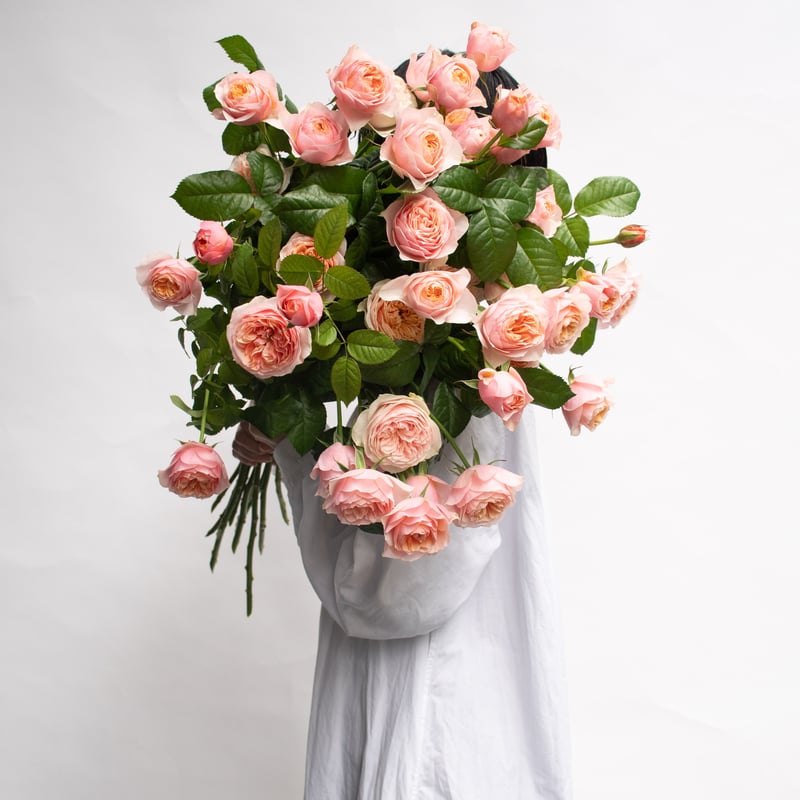 コーラルピンク フルーツ香 薔薇 コーラルピンク フルーツ香 薔薇 🧡新種の薔薇「コーラルマム