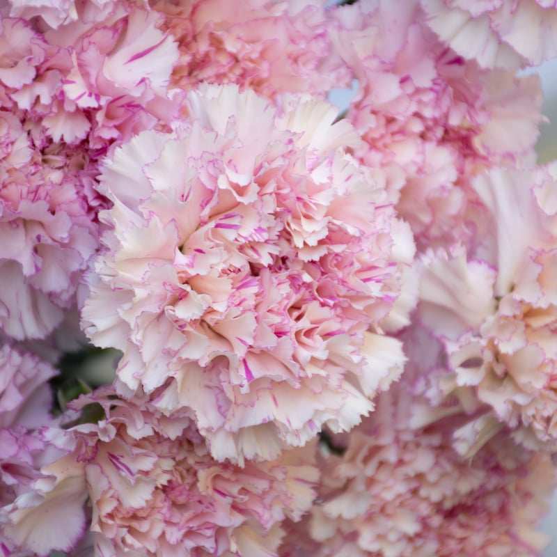 カーネーション「シャララライト＆シャララピコ」 | tokyo_shokubutsu_zufu