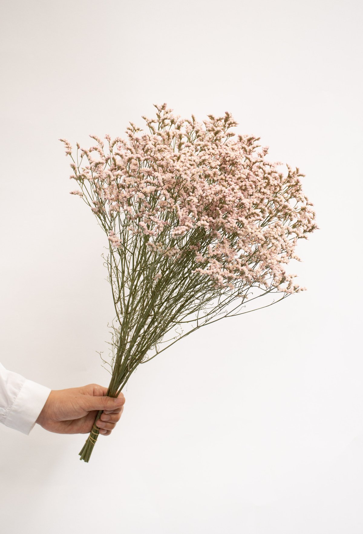 ドライフラワー「リモニウム」 | tokyo_shokubutsu_zufu