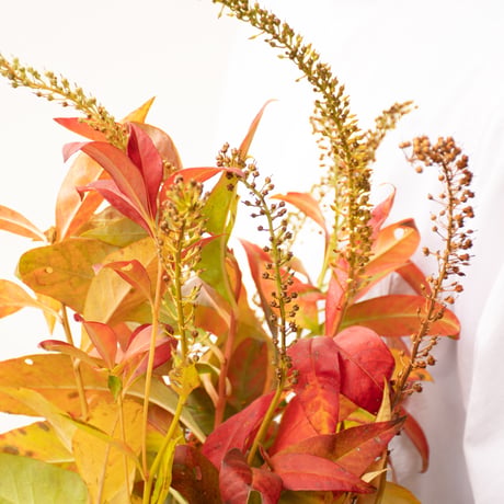 トラノオ「紅葉」