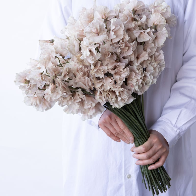 スイトピー「シナモン」 | tokyo_shokubutsu_zufu