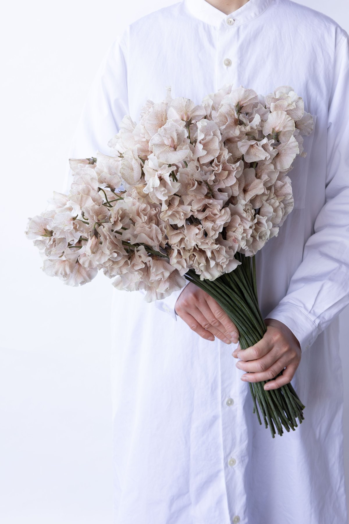 スイトピー「シナモン」 | tokyo_shokubutsu_zufu