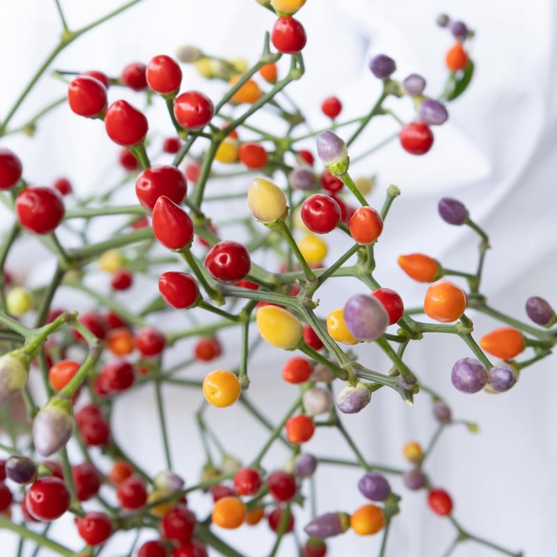 ドライフラワー❇️コニカルブラック❣️唐辛子とアンバーナッツ ドライフラワー❇️コニカルブラック❣️唐辛子とアンバーナッツ