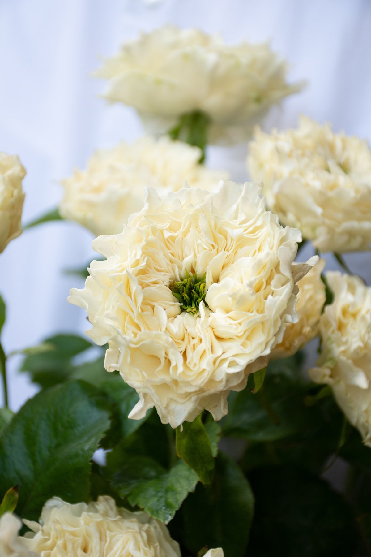 バラ「オール4キュート＆ホワイト」 | tokyo_shokubutsu_zufu