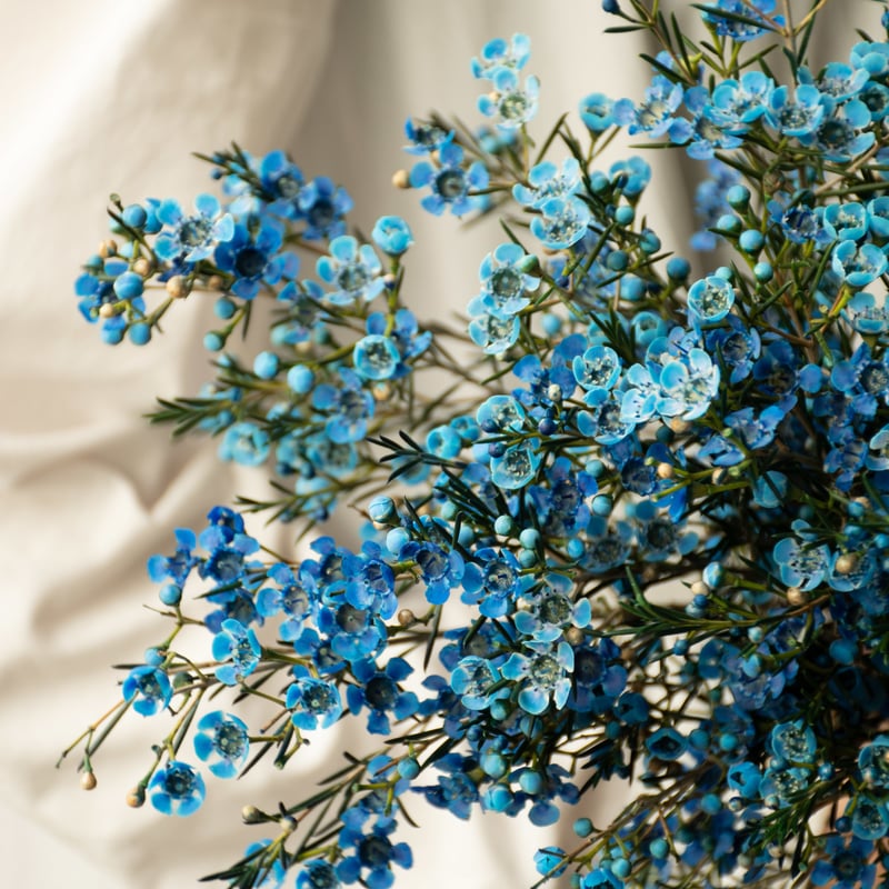 ワックスフラワー 「ティントブルー」 | tokyo_shokubutsu_zufu ワックスフラワー 「ティントブルー」 | tokyo_shokubutsu_zufu