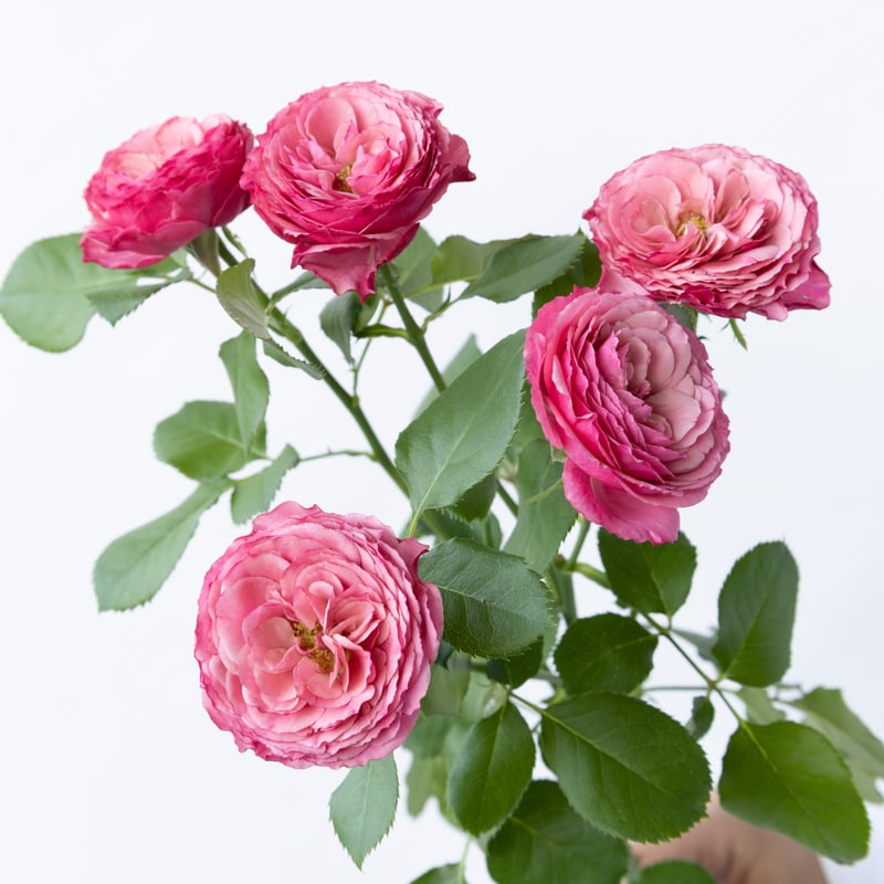 SPバラ「ドリーチークス」 | tokyo_shokubutsu_zufu