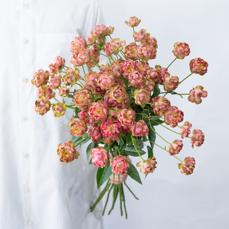 スプレー咲きバラ「ラディッシュ」 | tokyo_shokubutsu_zufu