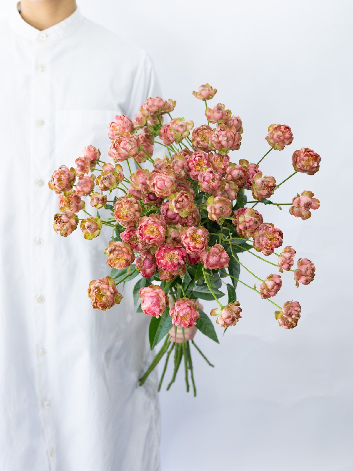 スプレー咲きバラ「ラディッシュ」 | tokyo_shokubutsu_zufu