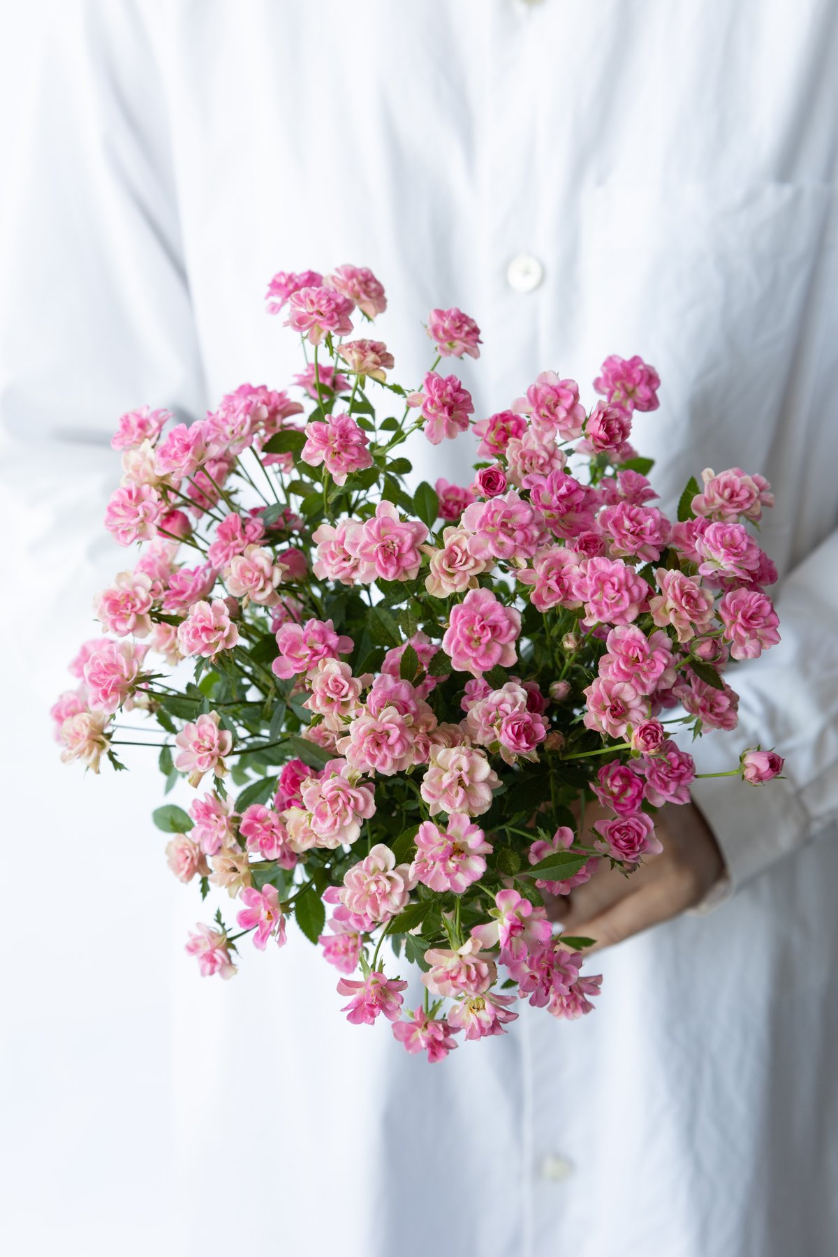 SPバラ「アンティークウッズ」 | tokyo_shokubutsu_zufu