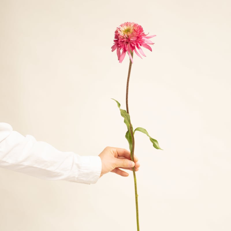 エキナセア サザンベル＆ナンシー7本セット | tokyo_shokubutsu_zufu