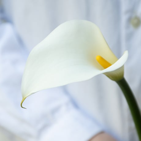 カラー「ブリリアントベル」