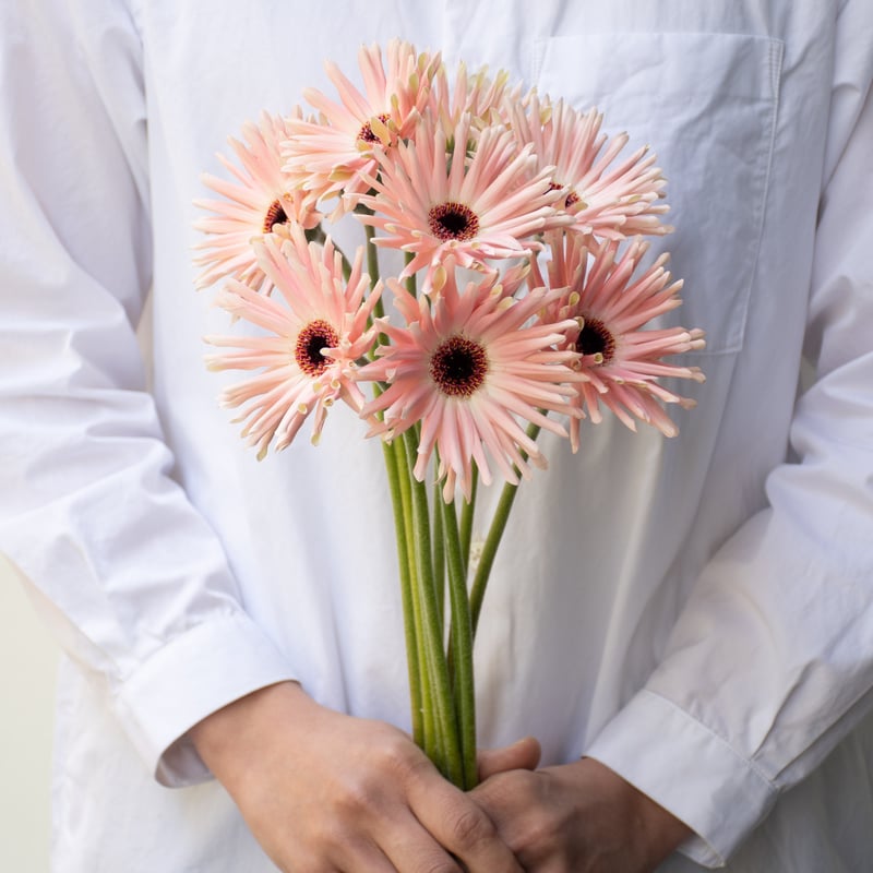 ガーベラ「パスティーニシエナ＆ぺサロ」 | tokyo_shokubutsu_zufu