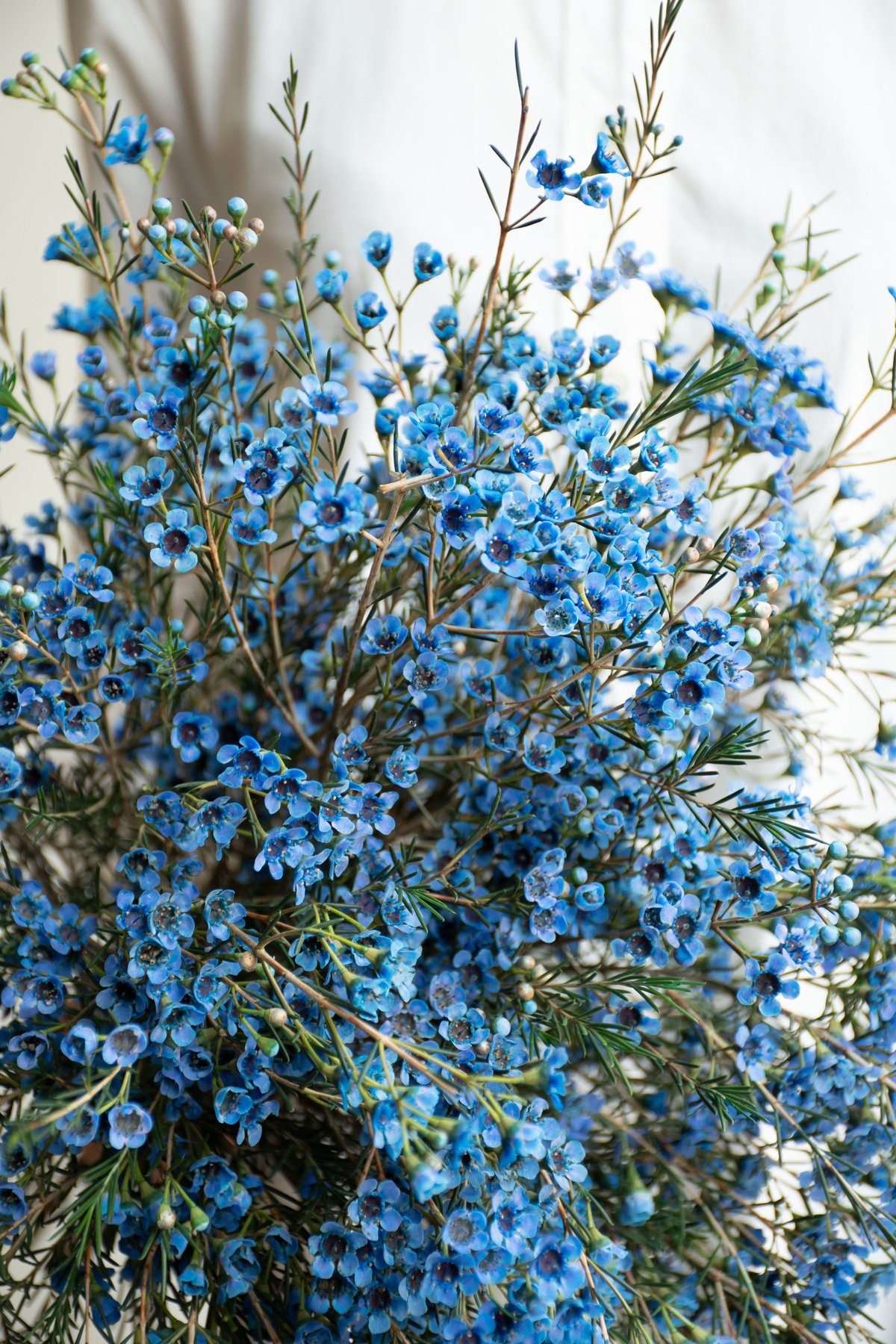 ワックスフラワー 「ティントブルー」 | tokyo_shokubutsu_zufu