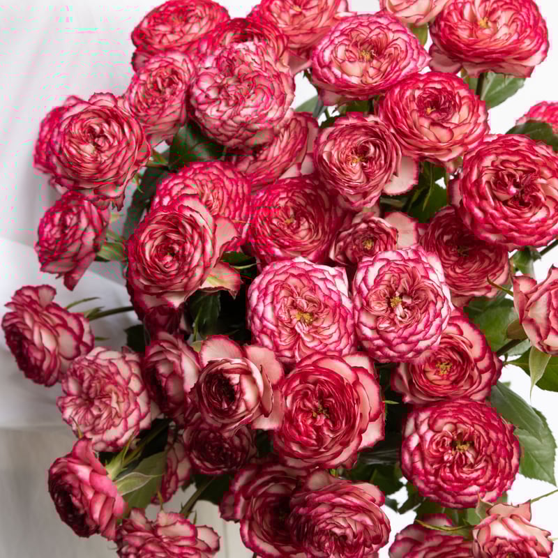 バラ「ラミネートローズバー」 | tokyo_shokubutsu_zufu