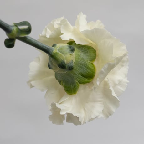カーネーション「ピーチティー」
