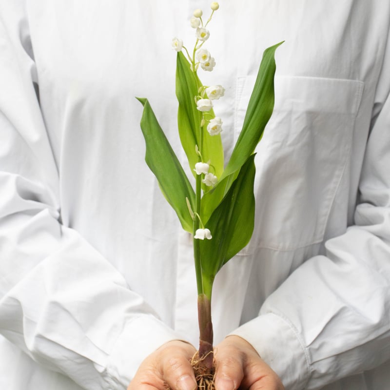 スズラン「ドリーン」 | tokyo_shokubutsu_zufu