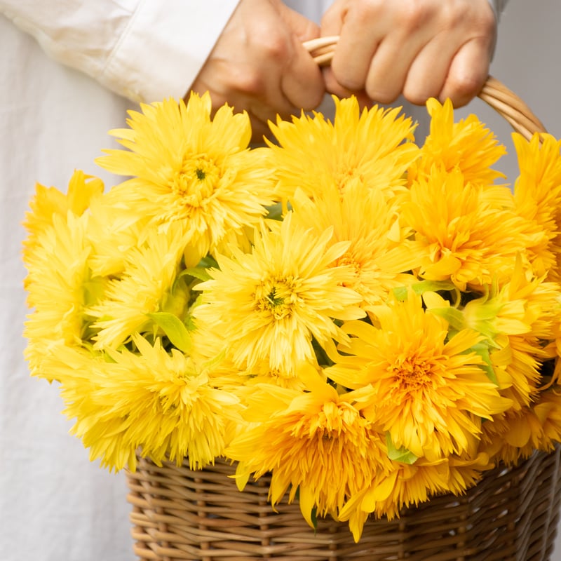 【ひまわり様】amritara 8点セット ひまわり様】amritara 8点セット ひまわり様】amritara 8点セット