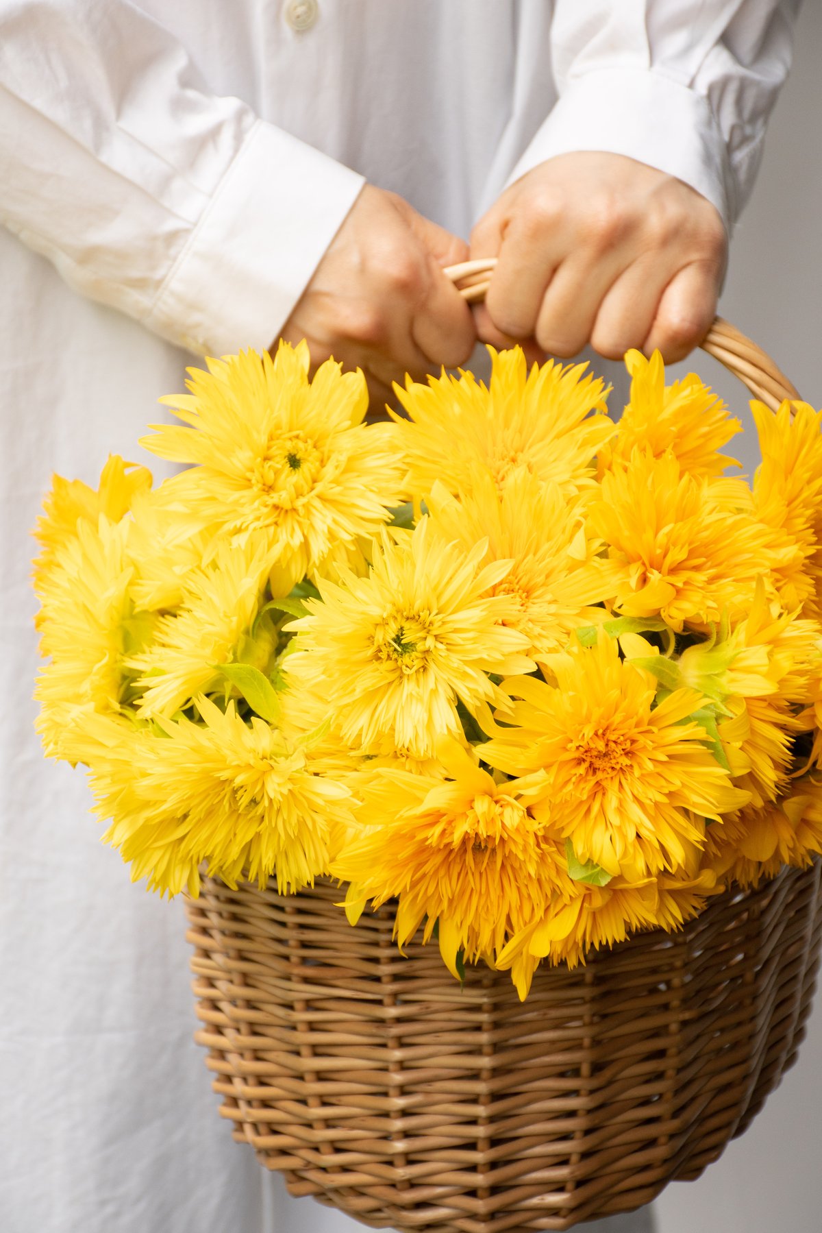 ヒマワリ「東北八重＆レモネード」 | tokyo_shokubutsu_zufu